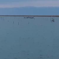 Vovaio per vongole