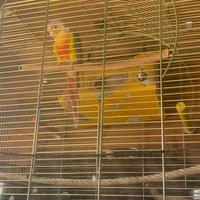 Gabbia pappagallo completa