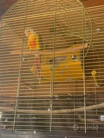 Gabbia pappagallo completa