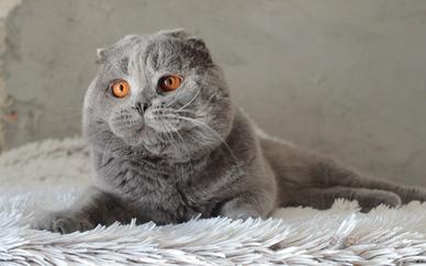 Scottish fold straight
