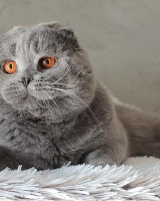 Scottish fold straight