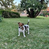 Ultimi cuccioli di jack russell