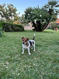 Ultimi cuccioli di jack russell