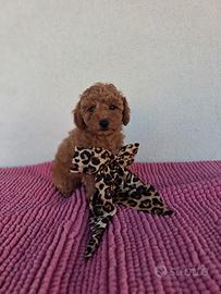barboncino toy femmina 