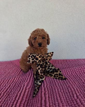 barboncino toy femmina 