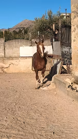 Cavallo per la monta