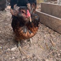 Materiale di araucana selvatico melanizzato