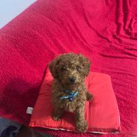 Cucciolo di barboncino