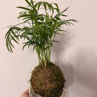Kokedama