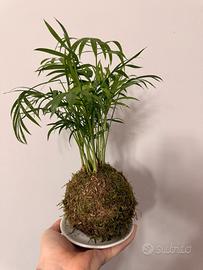 Kokedama