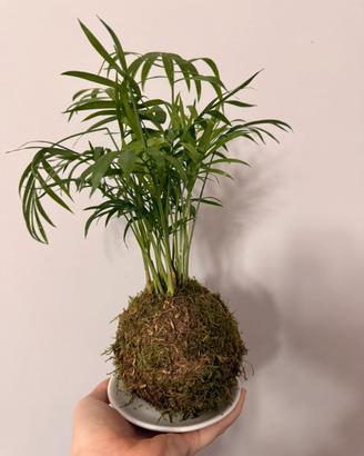 Kokedama
