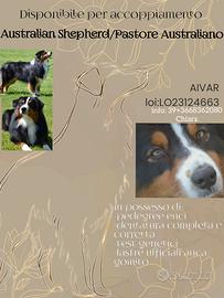 Australian Shepherd