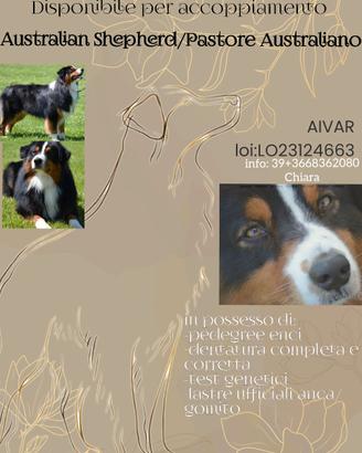 Australian Shepherd