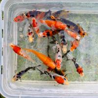 Carpe Koi Giapponesi