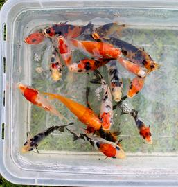 Carpe Koi Giapponesi