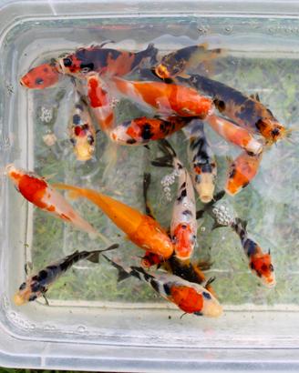 Carpe Koi Giapponesi
