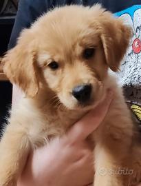 Cuccioli di Golden retriever
