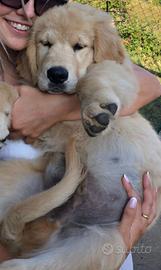 Cani Golden Retriever