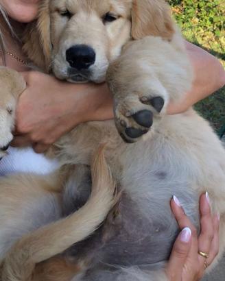 Cani Golden Retriever