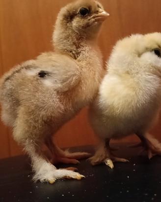 Pulcini galline ornamentali e ovaiole