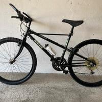 Bianchi Thomisus Ragno