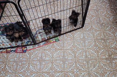 Yorkshire terrier ultimi in pronta consegna
