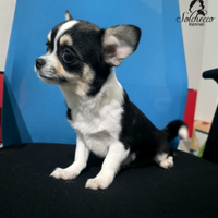 Cucciola di Chihuahua con pedigree Enci