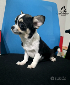 Cucciola di Chihuahua con pedigree Enci