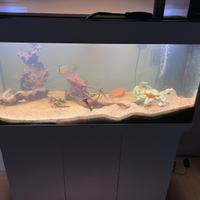 Acquario completo juwel