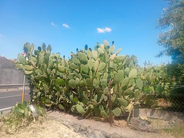 Terreno Belpasso