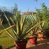 Pianta aloe