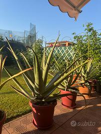 Pianta aloe