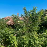 Rif. PC-S157 TEOLO - RUSTICO ANNI '900 CON TERRENO