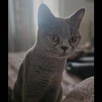 Coppia di scottish, maschio femmina