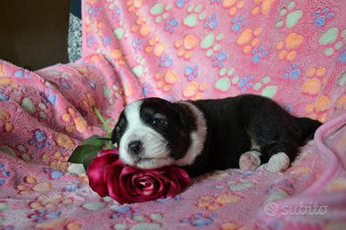 Cucciola di Pastore Australiano