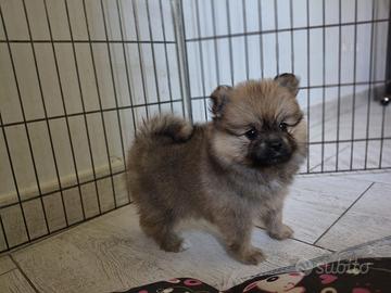 Spitz tedesco femmina