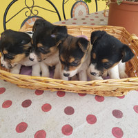 Cuccioli di Jack Russell