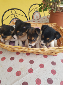 Cuccioli di Jack Russell