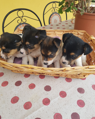 Cuccioli di Jack Russell