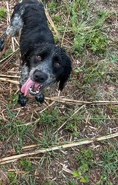 Cane da tartufo