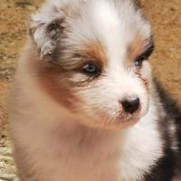 Cuccioli Australian shepherd con pedigree ENCI