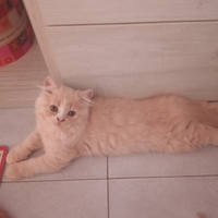 Cuccioli di persiano ipertipici