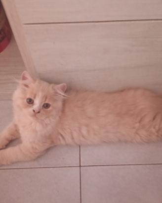 Cuccioli di persiano ipertipici