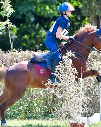 Pony castrone