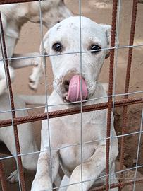 Cuccioli di Dogo Argentino/ M-STAFF