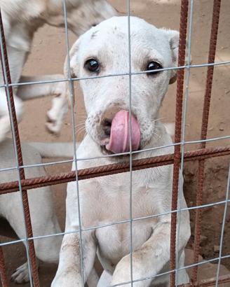 Cuccioli di Dogo Argentino/ M-STAFF