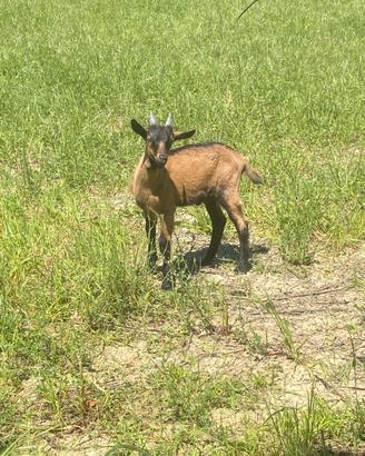 Capra razza camosciata