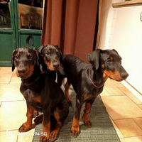 Cuccioli dobermann