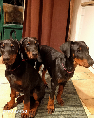 Cucciole dobermann