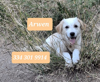 Arwen, 4 mesi, taglia media